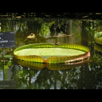 Victoria Cruziana (fam Nympheacees) (Amazonie) (02)